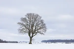 Sven-erik Arndt: English Oak
