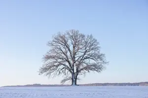 Sven-erik Arndt: English Oak