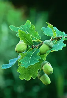 Acorns: ENGLISH OAK - acorns