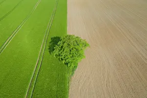 Robur: English Oak, Common Oak - single tree - Germany