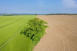 Robur: English Oak, Common Oak - single tree - Germany