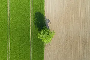 Robur: English Oak, Common Oak - single tree - Germany