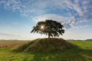 Robur: English Oak, Common Oak -, single tree - Germany