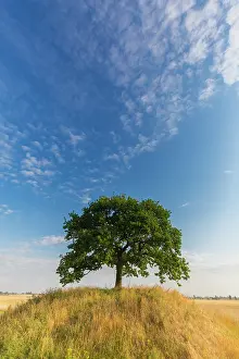 Robur: English Oak, Common Oak -, single tree - Germany