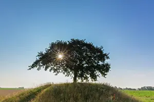 Robur: English Oak, Common Oak -, single tree - Germany
