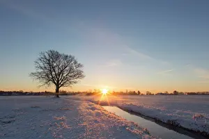 Pendulate: English Oak English / Pendulate Oak solitary tree in win