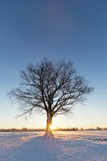 Pendulate: English Oak English / Pendulate Oak solitary tree in win
