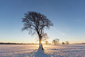 Pendulate: English Oak English / Pendulate Oak solitary tree in win