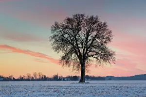 Pendulate: English Oak English / Pendulate Oak solitary tree in win