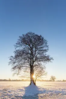 Robur: English Oak English / Pendulate Oak solitary tree in win
