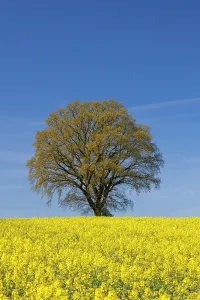 Pendulate: English Oak in flowering rape field Mecklenburg