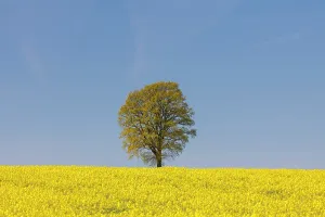 Pendulate: English Oak in flowering rape field Mecklenburg