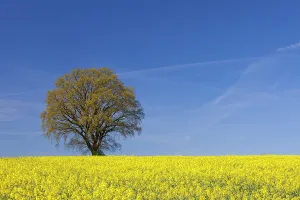 Oilseed: English Oak in flowering rape field Mecklenburg
