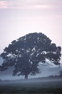 Oaks: ENGLISH OAK - In mist