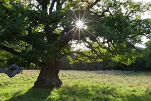 Pendulate: English Oak / Pendulate Oak old tree