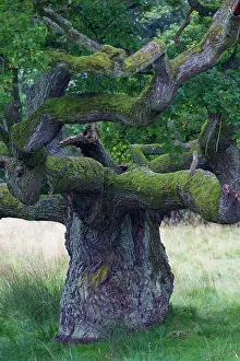 Robur: English Oak / Pendulate Oak old tree