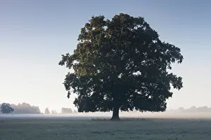 Pendulate: English Oak / Pendulate Oak old tree in morning mist