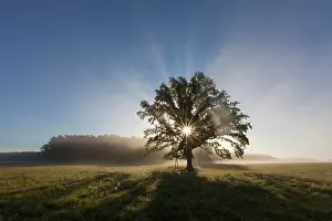 Pendulate: English Oak / Pendulate Oak old tree in morning mist