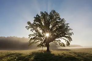 Pendulate: English Oak / Pendulate Oak old tree in morning mist