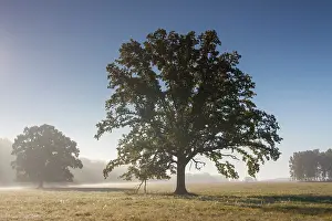Pendulate: English Oak / Pendulate Oak old tree in morning mist