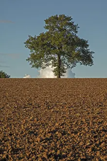 Robur: English oak, Quercus robur, Herefordshire, England