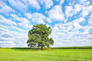 Robur: English oak (Quercus robur), solitary, standing