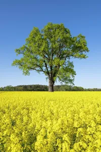Robur: English oak (Quercus robur), solitary standing next