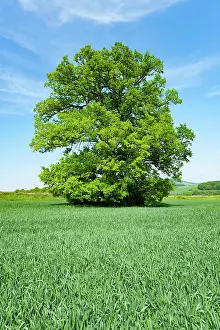 Robur: English oak (Quercus robur), solitary tree, standing