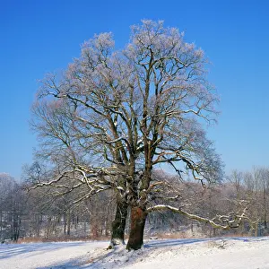Karin Laub: English OAK - in snow