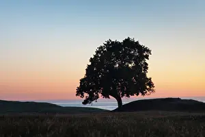 160517: English Oak solitary tree, summer Skane, Sweden