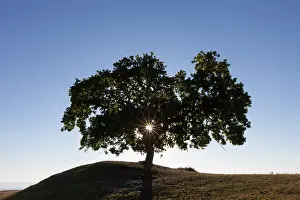 160517: English Oak solitary tree, summer Skane, Sweden