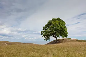 160517: English Oak solitary tree, summer Skane, Sweden