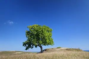 160517: English Oak solitary tree, summer Skane, Sweden