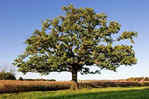 Acorns: English Oak Tree