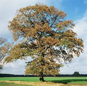 Karin Laub: English Oak Tree
