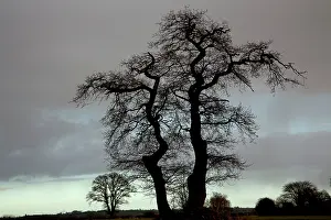 Herefordshire: English Oak Tree Herefordshire, England