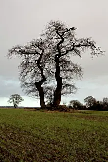 Herefordshire: English Oak Tree Herefordshire, England