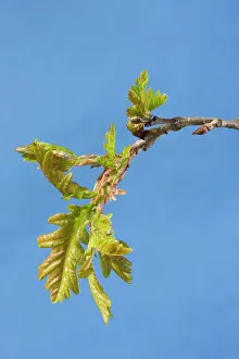 Pedunculate: English / Pedunculate Oak - leaves