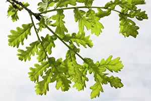 Pedunculate: English / Pedunculate Oak - leaves