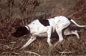 Pointer: English Pointer dog - pointing