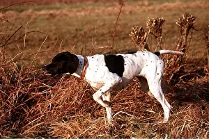 Pointer: English pointer - pointing