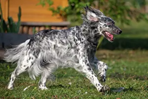 Setter: English Setter, companion dog, running in a garden