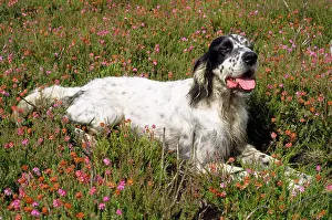 James Marchington: English Setter Dog
