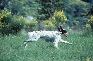 Kallen Marc Ferrero: ENGLISH SETTER - DOG