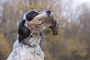 Setter: English Setter dog breed with a pheasant (Phasianus