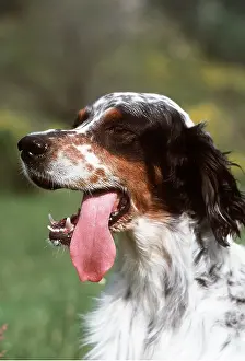 Mouths: ENGLISH SETTER DOG CLOSE UP PANTING