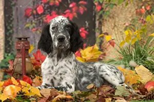 Setter: English Setter dog outdoors in autumn
