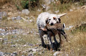 Fetching: English Setter Dog - with Rabbit in mouth