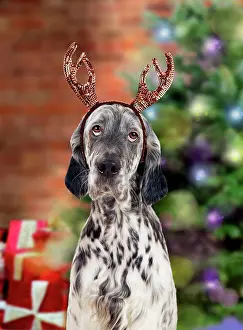 Fancy: English Setter Dog - wearing antlers in Christmas scene