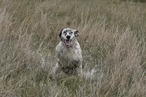 Bogs: English Setter galloping in a swamp France